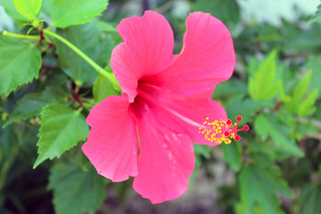 Pink Hibiscus Flower Close View Tropical Botanical Garden Bloom