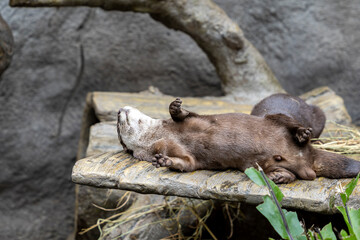 Obraz premium Otters are smart and agile predators that primarily eat fish and amphibians, but sometimes they will target more challenging prey such as beavers, raccoons, snapping turtles or snakes.