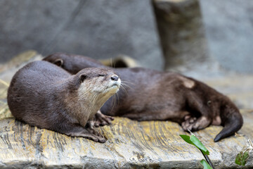 Otters are smart and agile predators that primarily eat fish and amphibians, but sometimes they will target more challenging prey such as beavers, raccoons, snapping turtles or snakes.