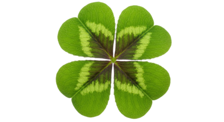 Isolated Four Leaf Clover