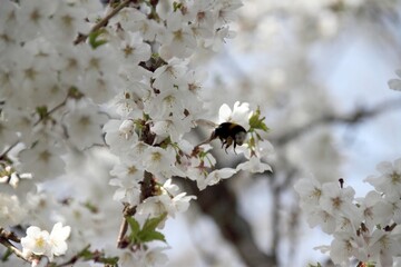 a bumblebee pollinates white cherry flowers in a small park in the city of Munich in spring
