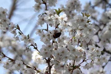 a bumblebee pollinates white cherry flowers in a small park in the city of Munich in spring