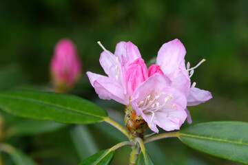 シャクナゲの花