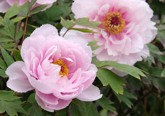 柔らかいピンク色の牡丹