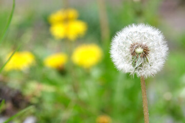 初夏に咲くタンポポ