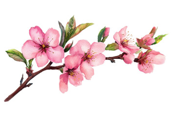 Peach sprig watercolor, rosy stone-fruit composition