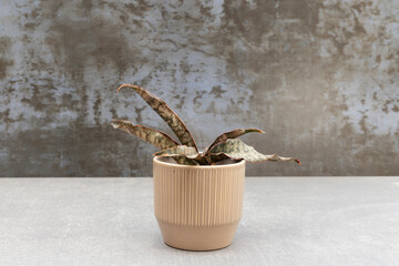 Sansevieria copperton snakeplant in brown ceramic pot