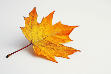 Fototapeta premium Leaf on white background