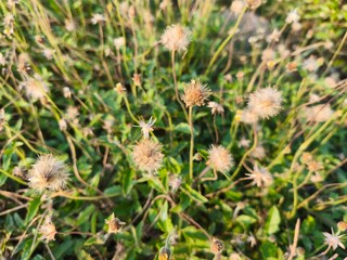 thistle on grass The grass flowers bloom into fluffy round flowers of various sizes, basking in the afternoon sunlight.
