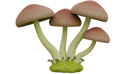 Isolated Cluster of Mushrooms