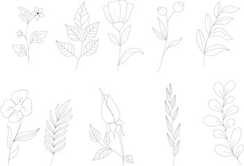 set of hand - drawn flowers, leaves and branches,a set of flowers and leaves drawn in a line