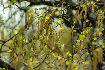 Birch buds in spring in April in the city, in one of the courtyards of the city 