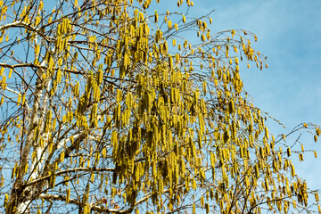 Birch buds in spring in April in the city, in one of the courtyards of the city, against the blue...
