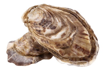 Oyster isolated on white background, full depth of field