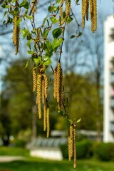 Birch buds in spring in April in the city, in one of the courtyards of the city 