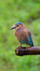 Indian roller/ kingfisher on the branch