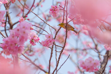 Chickadees tasting cherry flower honey, spring scenery	

