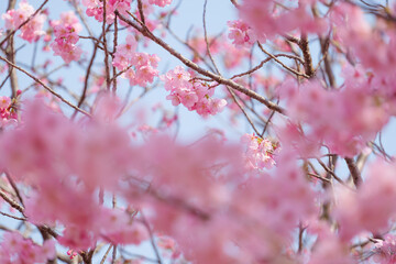 Cherry blossoms and blue sky, fresh and bright spring scenery	