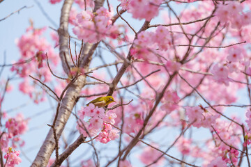 Chickadees tasting cherry flower honey, spring scenery	
