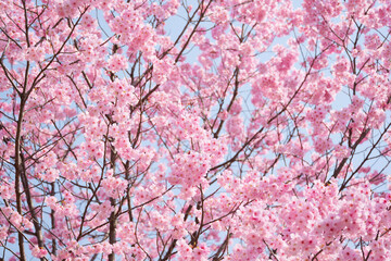 Cherry blossoms and blue sky, fresh and bright spring scenery	