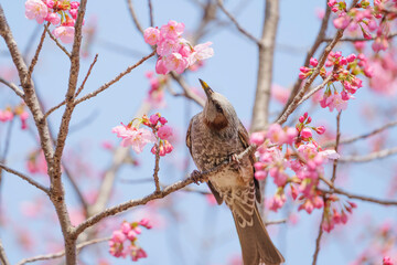 Chickadees tasting cherry flower honey, spring scenery	