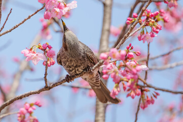 Chickadees tasting cherry flower honey, spring scenery	