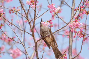 Chickadees tasting cherry flower honey, spring scenery	
