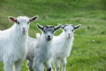 White baby goat on a green meadow in the summertime.