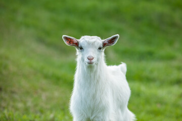 White baby goat on a green meadow in the summertime.