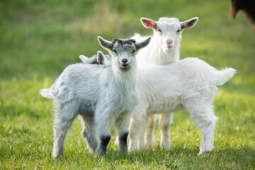 White baby goat on a green meadow in the summertime.