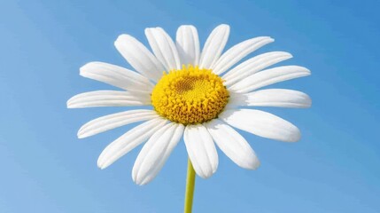 Naklejka premium Single Blooming Daisy Beneath Clear Blue Sky with Natural Simplicity