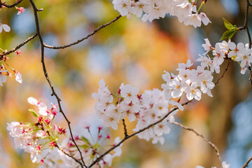 2025年のお台場に咲く美しい桜