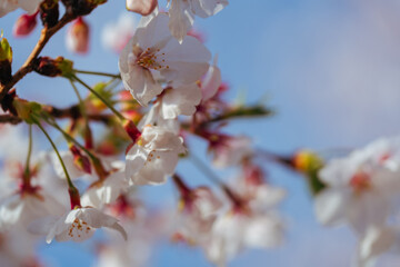 2025年のお台場に咲く美しい桜