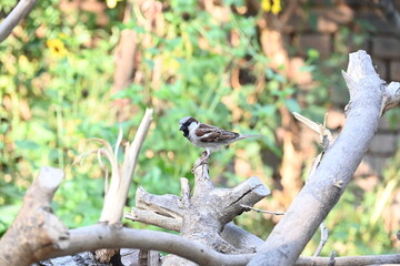 House sparrow. Its other name Passer domesticus and Indian House sparrow. This is a bird of the sparrow family Passeridae, found in most parts of the world. 

