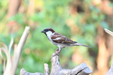 House sparrow. Its other name Passer domesticus and Indian House sparrow. This is a bird of...
