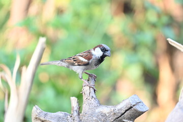 Naklejka premium House sparrow. Its other name Passer domesticus and Indian House sparrow. This is a bird of the sparrow family Passeridae, found in most parts of the world. 