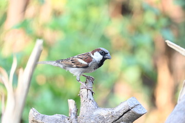 House sparrow. Its other name Passer domesticus and Indian House sparrow. This is a bird of...
