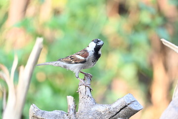 House sparrow. Its other name Passer domesticus and Indian House sparrow. This is a bird of the sparrow family Passeridae, found in most parts of the world. 
