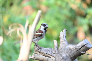 House sparrow. Its other name Passer domesticus and Indian House sparrow. This is a bird of...