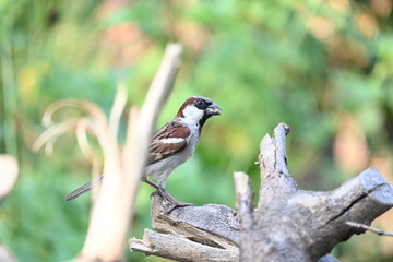 House sparrow. Its other name Passer domesticus and Indian House sparrow. This is a bird of the sparrow family Passeridae, found in most parts of the world. 
