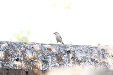 House sparrow. Its other name Passer domesticus and Indian House sparrow. This is a bird of...