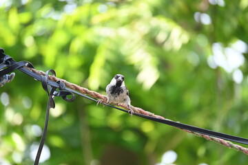 House sparrow. Its other name Passer domesticus and Indian House sparrow. This is a bird of...