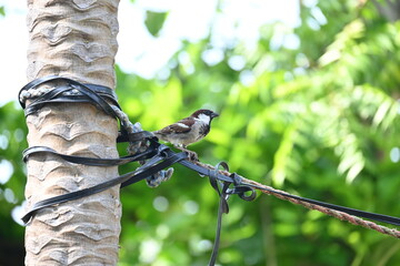 House sparrow. Its other name Passer domesticus and Indian House sparrow. This is a bird of...