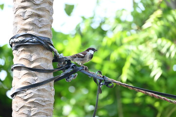 House sparrow. Its other name Passer domesticus and Indian House sparrow. This is a bird of...