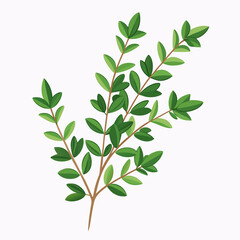 Thyme Herb Vector Illustration