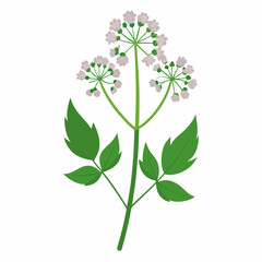 Valerian Flower Herbal Medicine Art