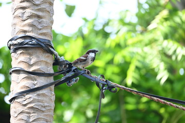 House sparrow. Its other name Passer domesticus and Indian House sparrow. This is a bird of...