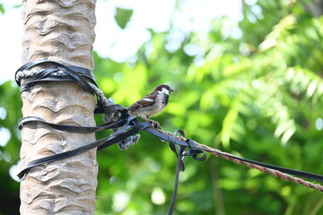 House sparrow. Its other name Passer domesticus and Indian House sparrow. This is a bird of...