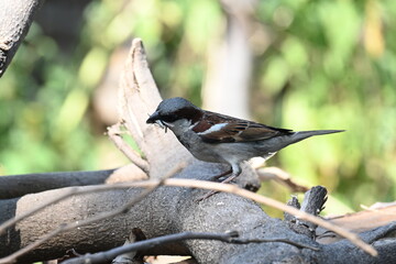 House sparrow. Its other name Passer domesticus and Indian House sparrow. This is a bird of...