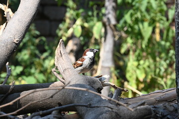 House sparrow. Its other name Passer domesticus and Indian House sparrow. This is a bird of the sparrow family Passeridae, found in most parts of the world. 
